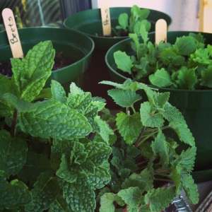 Mint and Kale